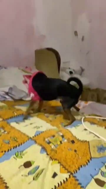 СОБАКА КУСАКА😅😅😅 смотреть онлайн