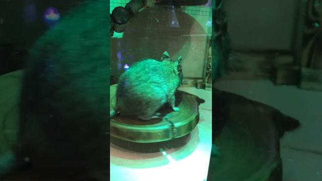 Домик🛖 #домик #клетка #животные #грызуны #белка #house #animals #сделайсам #art #wood #deremult смотреть онлайн