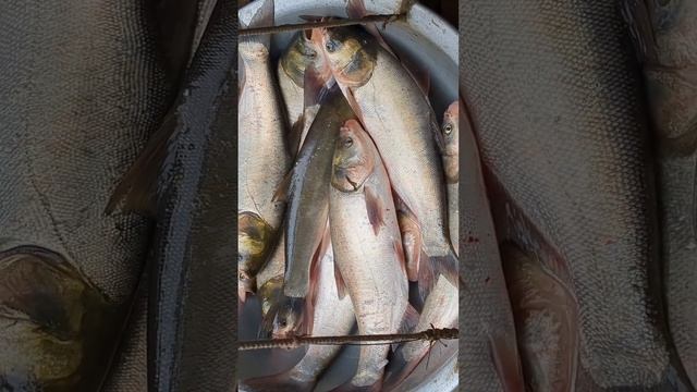 Very Big Alive Silver Carp Fish Selling Chatmohar Wholesale Fish Market Pabna Bangladesh | Fish Fin смотреть онлайн