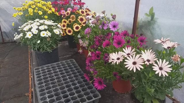 Papatya Nasıl Bakılır? Papatya Bakımı ve Çoğaltma Rehberi - SUKA PEYZAJ смотреть онлайн