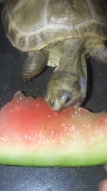 Mellon is eating watermellon ✨💚🍉 #trending #shortsvideo #youtubeshorts #mellon смотреть онлайн