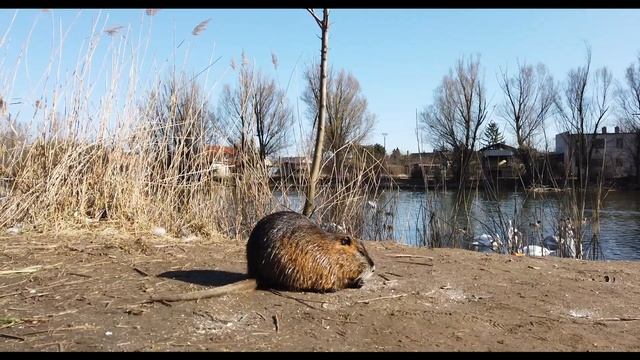 A pak, že u nás musí nutrie vyhynout. смотреть онлайн