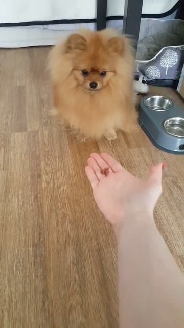 шпиц не берет еду без разрешения смотреть онлайн