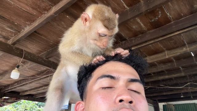 Smart Monkey Zueii Really Love Grooming My Beard