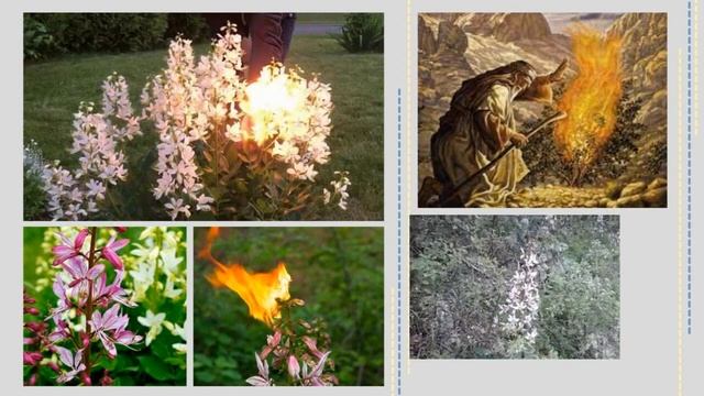 Біблійний сад у Маріямполі смотреть онлайн