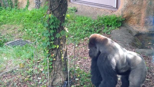 Baby Gorilla Sumomo's Father Haoko Beating Chest (Drumming) | Gorilla Haoko Family смотреть онлайн