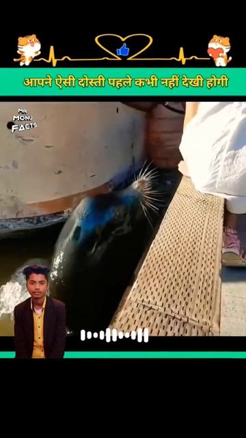 आप ऐसी दोस्ती आज तक कभी नहीं देखी होगी 😯 | Mr Monu Facts | #Shorts #MrMonuFacts смотреть онлайн