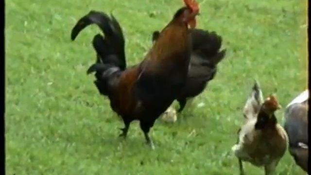 Cherry Island Taupo New Zealand 1991 смотреть онлайн