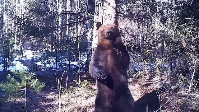Медведь Ферапонт танцует вокруг дерева в Висимском заповеднике смотреть онлайн