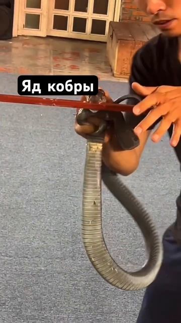 Яд кобры смотреть онлайн