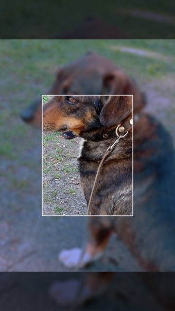 Моя 🐶 Рея смотреть онлайн