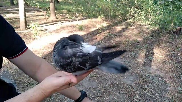 Голубь Тёпа на 2-й прогулке - вычесывается на руке смотреть онлайн