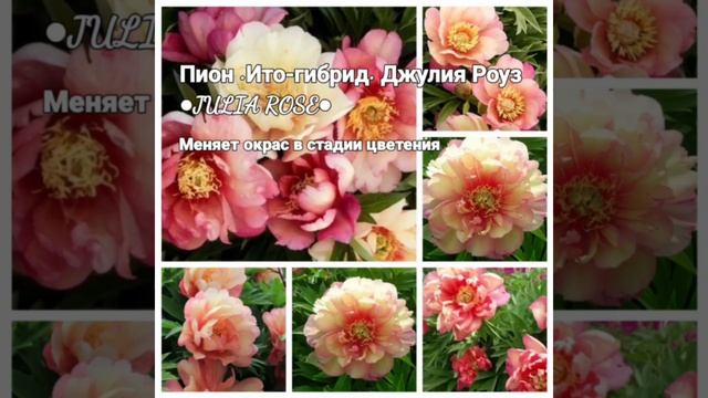 Пион •Ито-гибрид• Джулия Роуз ●JULIA ROSE●ИТО– гибридный сорт с шикарными полумахровыми цветами. смотреть онлайн