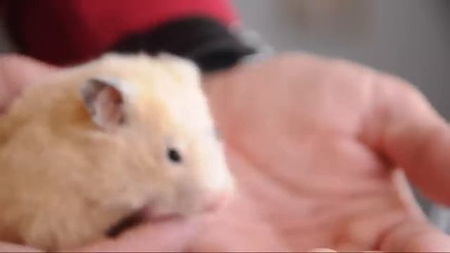 10. ПРИЈАТЕЛИ | Хрчаци и Персиско бело маче смотреть онлайн