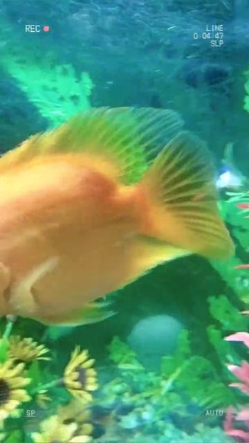 Red & Yellow Parrot Fish.......#shorts
My Fish tank смотреть онлайн