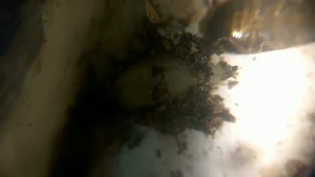 Harpegnathos venator смотреть онлайн