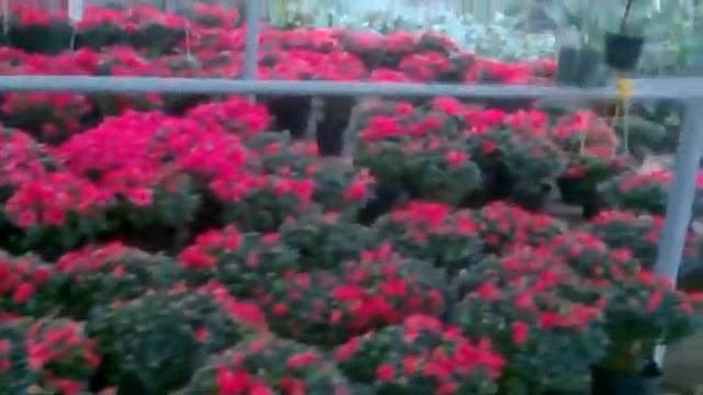 Tham quan nhà vườn xem hoa ngày tết. смотреть онлайн
