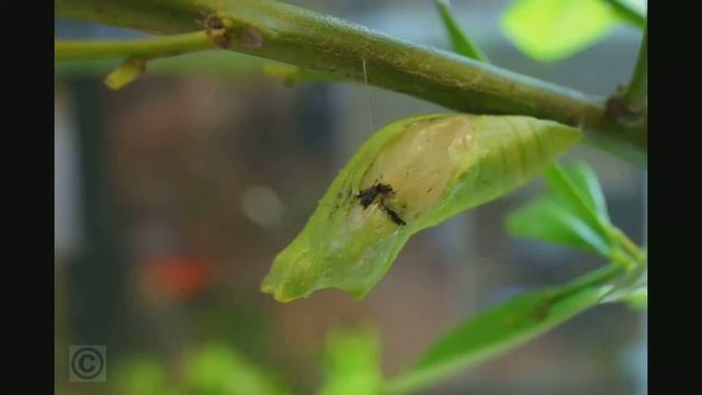 無尾鳳蝶 Time-lapse ( Papilio demoleus libanius) смотреть онлайн