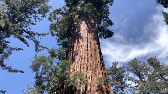Kings Canyon National Park, California USA 4K HDR #california смотреть онлайн