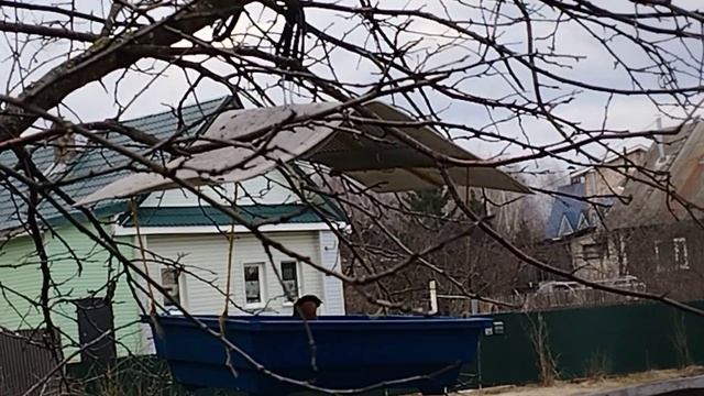 Последние гости на кормушке. Бесцеремрнный снегирь и скромная синичка. смотреть онлайн