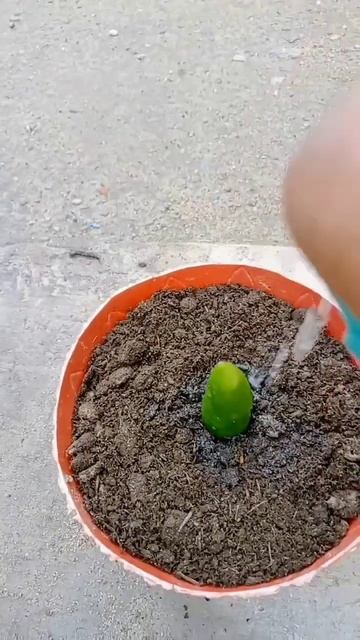Grow chilli unique way 🌶️ #short смотреть онлайн
