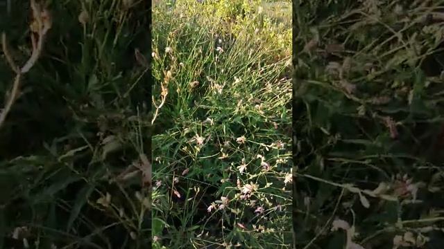 Садовый центр в Болгарии