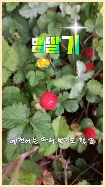 추억의 뱀딸기,뱀이 지나가는 길에 서식해서 붙어진 이름 смотреть онлайн