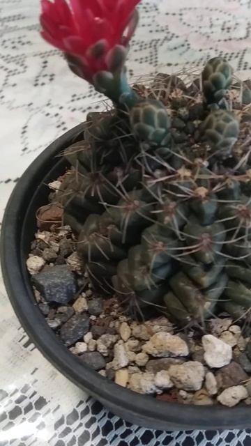 gymnocalycium baldianum 14 05 2023 смотреть онлайн