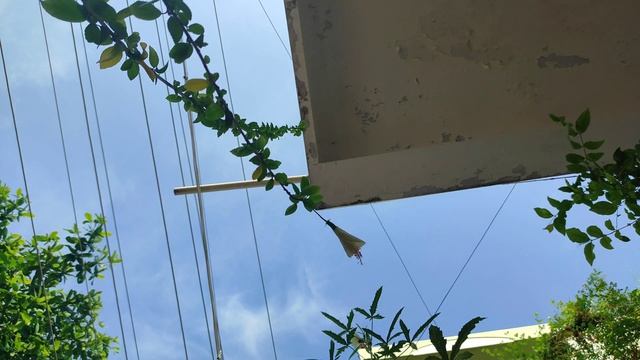 White Hibiscus 😍 blooming 😍-Time lapse 😀 смотреть онлайн