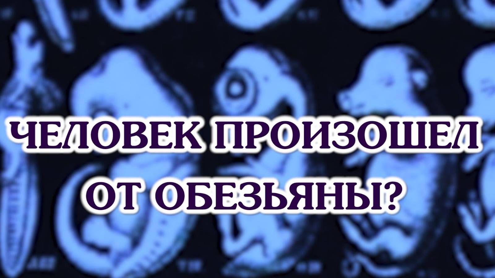 Человек произошёл от обезьяны? смотреть онлайн