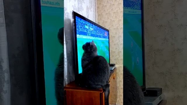 Мой кот Суслик фанат смотреть онлайн
