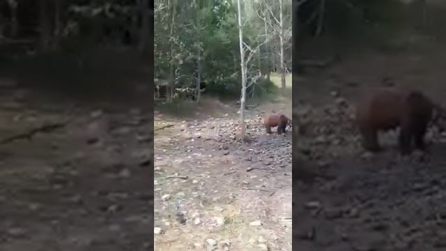 Медвежья Свадьба в Коми. Жесть!!! смотреть онлайн