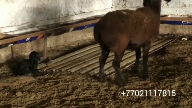 ягнята смотреть онлайн