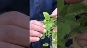 Избавляемся от клеща на грушах