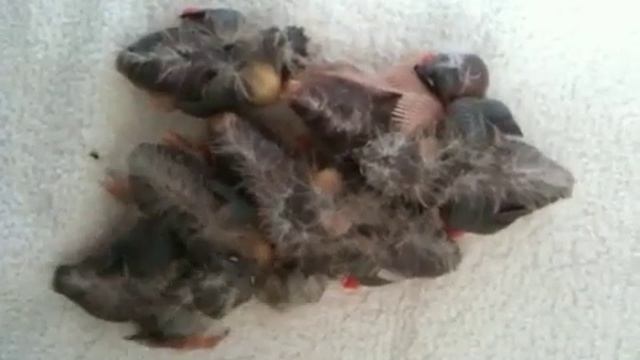 Baby finches