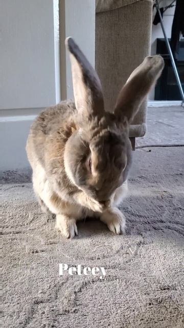 That's How he looks after him self (flemish giant rabbit) #2023 #viral #rabbit #shorts #fyp #bunny смотреть онлайн