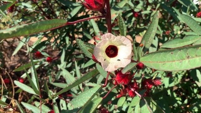 Harvesting Rosellas (Roselle)