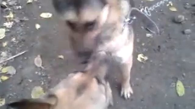 мои овчарки смотреть онлайн