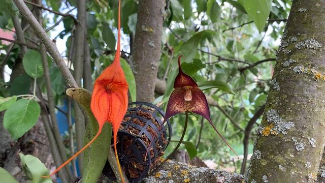 Dracula Hirtzii и Masdevallia 'Prince Charming'