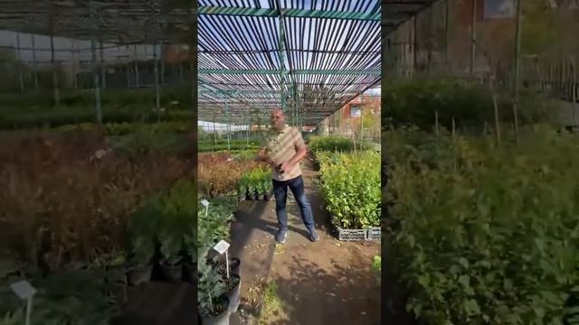 Береза смотреть онлайн