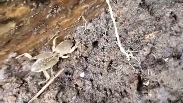 Neoscapteriscus borellii aka Southern Mole Cricket смотреть онлайн