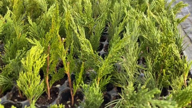 Какие сорта хвойных я взял на размножение? Краткий обзор теплицы. смотреть онлайн