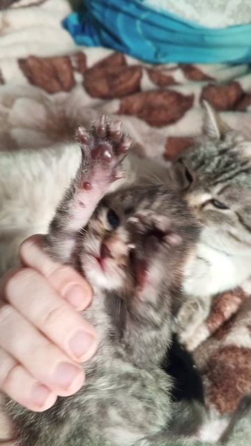 катята смотреть онлайн