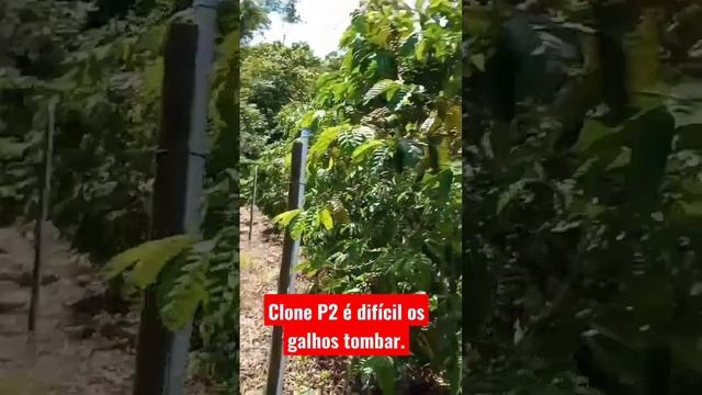 clone P2 é Muito bom por conta disso! #CafeConilonEAgro @cafe_conilon_e_agro смотреть онлайн