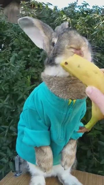 Кролик Питер. Дрессированный кролик породы великан любит бананы. смотреть онлайн