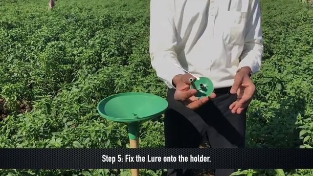 How to use pheromone for Diamondback Moth Lure (Plutella xylostella) - DBM Lure® смотреть онлайн