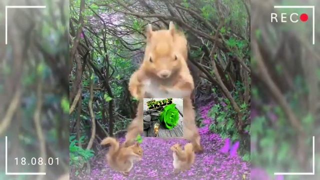CHIKI TIKI PUM смотреть онлайн