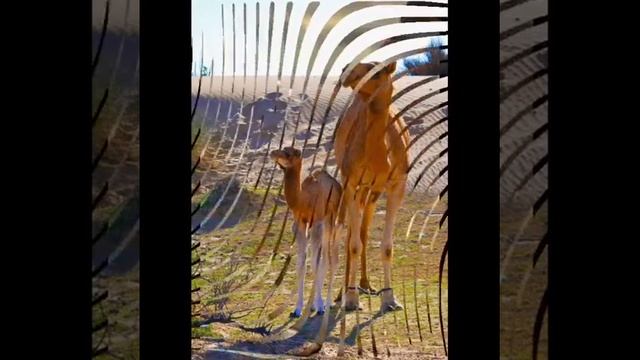 Ты моя нежность смотреть онлайн