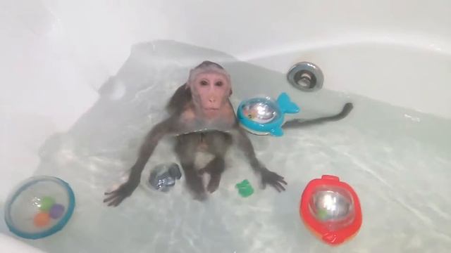 Подводник (яванская макака Федор) смотреть онлайн