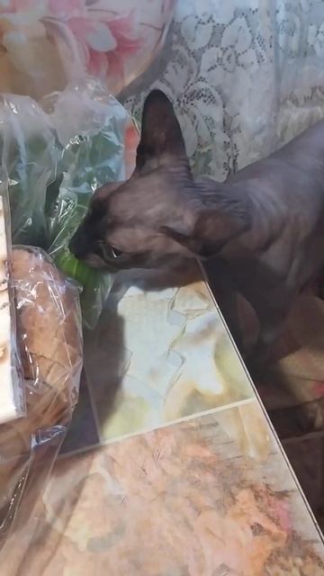 Кот ест огурец смотреть онлайн